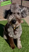 Unique Blue Merle 💙 Girl, a female Soft Coated Wheaten Terrier and Whoodle for sale in Los Angeles, CA – 7 of 8