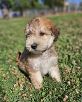 Small female Mini, a female Soft Coated Wheaten Terrier and Whoodle for sale in Los Angeles, CA – 1 of 10