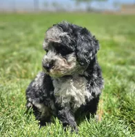 Unique Blue Merle 💙 Girl, a female Soft Coated Wheaten Terrier and Whoodle for sale in Los Angeles, CA – 2 of 8