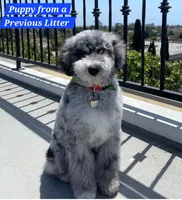Mini Blue Merle 💙 Boy, a male Soft Coated Wheaten Terrier and Whoodle for sale in Los Angeles, CA – 9 of 9