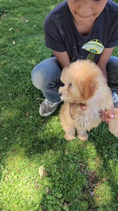 Small male Mini, a male Soft Coated Wheaten Terrier and Whoodle for sale in Los Angeles, CA – 5 of 8