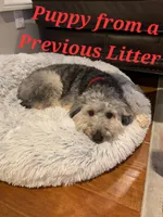 Small male Mini, a male Soft Coated Wheaten Terrier and Whoodle for sale in Los Angeles, CA – 7 of 8