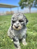 Blue 💙 Merle girl Cookies N Cream 🍪  💙 , a female Soft Coated Wheaten Terrier and Whoodle for sale in Los Angeles, CA – 2 of 10