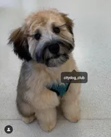 Small female Mini, a female Soft Coated Wheaten Terrier and Whoodle for sale in Los Angeles, CA – 9 of 10