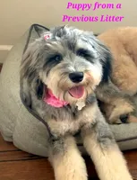 Blue 💙 Merle girl Cookies N Cream 🍪  💙 , a female Soft Coated Wheaten Terrier and Whoodle for sale in Los Angeles, CA – 9 of 10