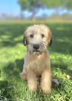 Trained Wheaten Boy, a male Soft Coated Wheaten Terrier for sale in Los Angeles, CA – 2 of 6