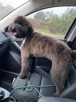 Medium Sized Boy, a male Soft Coated Wheaten Terrier and Whoodle for sale in Los Angeles, CA – 6 of 9