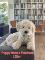 Small male Trained Mini, a male Soft Coated Wheaten Terrier and Whoodle for sale in Los Angeles, CA – 8 of 10
