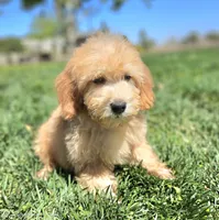 Small male Mini, a male Soft Coated Wheaten Terrier and Whoodle for sale in Los Angeles, CA – 2 of 8
