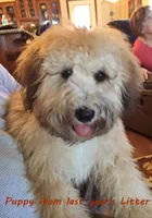 Small female Mini, a female Soft Coated Wheaten Terrier and Whoodle for sale in Los Angeles, CA – 8 of 10