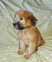 AKC Boy with Dark Gold Color, a male Soft Coated Wheaten Terrier for sale in Los Angeles, CA – 4 of 8
