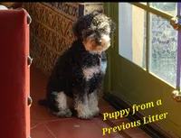 Small male Mini, a male Soft Coated Wheaten Terrier and Whoodle for sale in Los Angeles, CA – 8 of 8