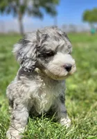 Sprinkles Blue Merle 💙 Girl , a female Soft Coated Wheaten Terrier and Whoodle for sale in Los Angeles, CA – 3 of 10