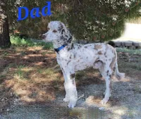 Blue 💙 Merle girl Cookies N Cream 🍪  💙 , a female Soft Coated Wheaten Terrier and Whoodle for sale in Los Angeles, CA – 5 of 10