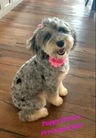 Blue 💙 Merle girl Cookies N Cream 🍪  💙 , a female Soft Coated Wheaten Terrier and Whoodle for sale in Los Angeles, CA – 10 of 10
