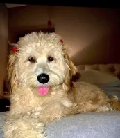 Small male Mini, a male Soft Coated Wheaten Terrier and Whoodle for sale in Los Angeles, CA – 7 of 8