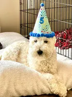 Small male Trained Mini, a male Soft Coated Wheaten Terrier and Whoodle for sale in Los Angeles, CA – 7 of 10