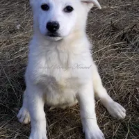 Blizzard, a female German Shepherd Dog for sale in Oldtown, MD – Photo 2 of 8