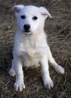 Blizzard, a female German Shepherd Dog for sale in Oldtown, MD – Photo 2 of 8