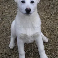 Blizzard, a female German Shepherd Dog for sale in Oldtown, MD – Photo 1 of 8