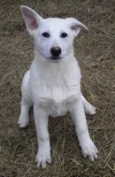 Blizzard, a female German Shepherd Dog for sale in Oldtown, MD – Photo 1 of 8