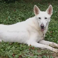 Blizzard, a female German Shepherd Dog for sale in Oldtown, MD – Photo 7 of 8