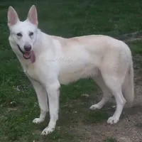 Blizzard, a female German Shepherd Dog for sale in Oldtown, MD – Photo 6 of 8