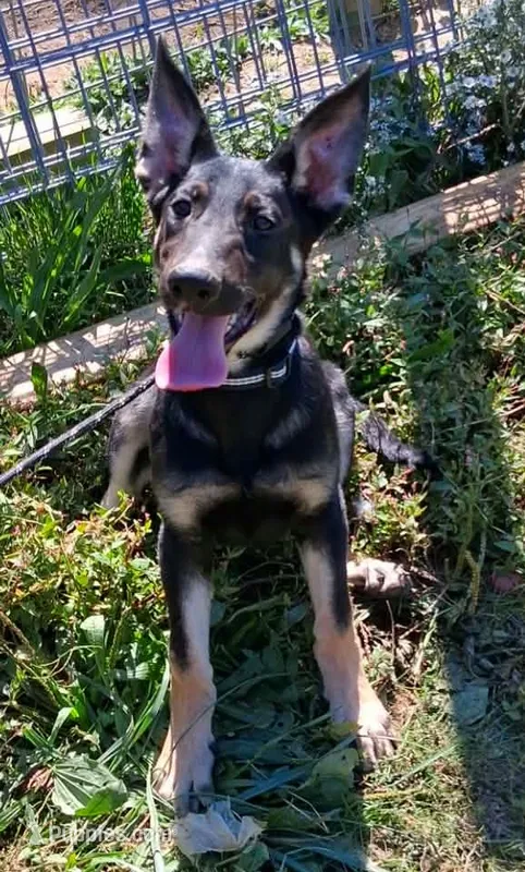 Darla – German Shepherd Dog puppy for sale in Oldtown, MD