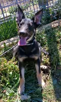 Darla, a female German Shepherd Dog for sale in Oldtown, MD – 1 of 10