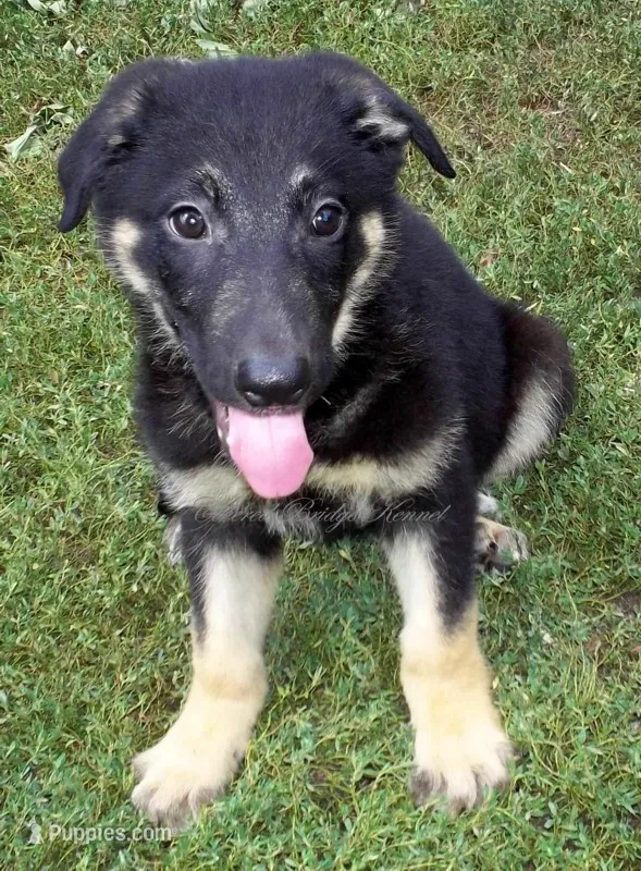 Duke – German Shepherd Dog puppy for sale in Oldtown, MD