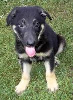 Duke, a male German Shepherd Dog for sale in Oldtown, MD – 1 of 5