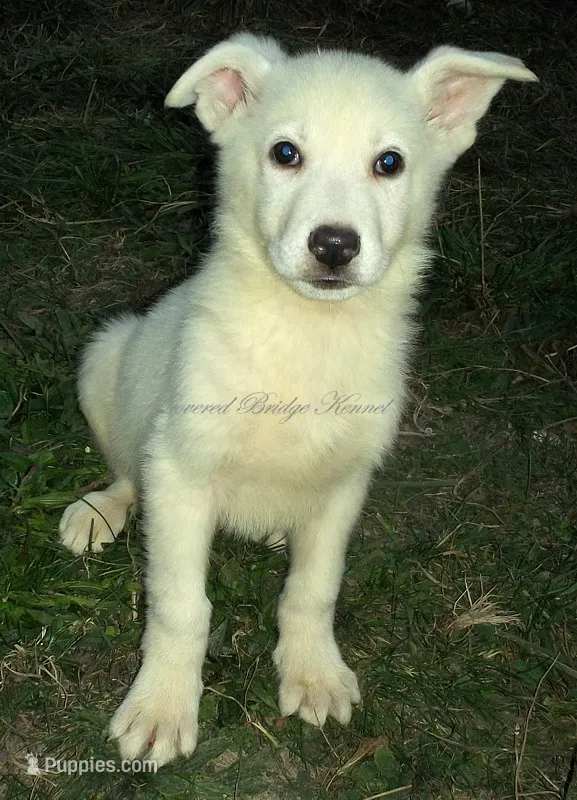 Yeti – German Shepherd Dog puppy for sale in Oldtown, MD