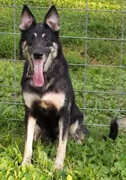 Blanco, a male German Shepherd Dog for sale in Oldtown, MD – 4 of 4