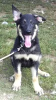 Demi, a female German Shepherd Dog for sale in Oldtown, MD – 2 of 4