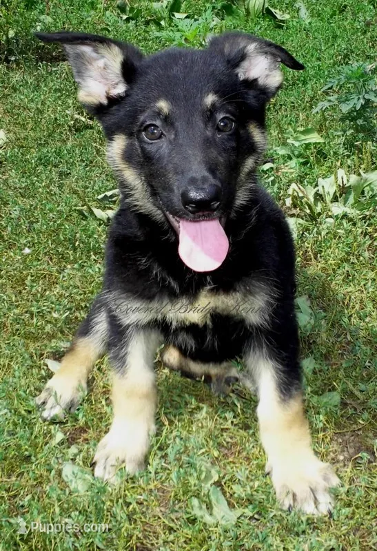 Demi – German Shepherd Dog puppy for sale in Oldtown, MD