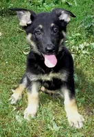 Demi, a female German Shepherd Dog for sale in Oldtown, MD – 1 of 4