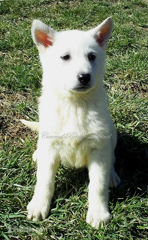 Arctic – German Shepherd Dog puppy for sale in Oldtown, MD