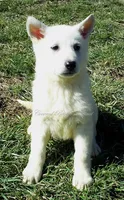Arctic, a male German Shepherd Dog for sale in Oldtown, MD – 1 of 4