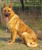 Rusty, a female German Shepherd Dog for sale in Oldtown, MD – 6 of 6