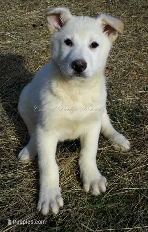 Hans – German Shepherd Dog puppy for sale in Oldtown, MD