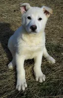 Hans, a male German Shepherd Dog for sale in Oldtown, MD – Photo 1 of 4