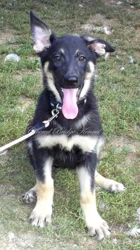 Demi – German Shepherd Dog puppy for sale in Oldtown, MD