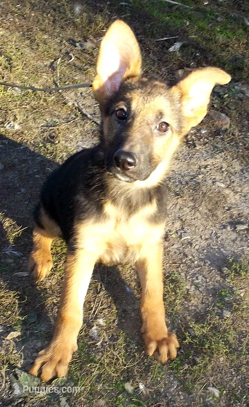 Rusty – German Shepherd Dog puppy for sale in Oldtown, MD