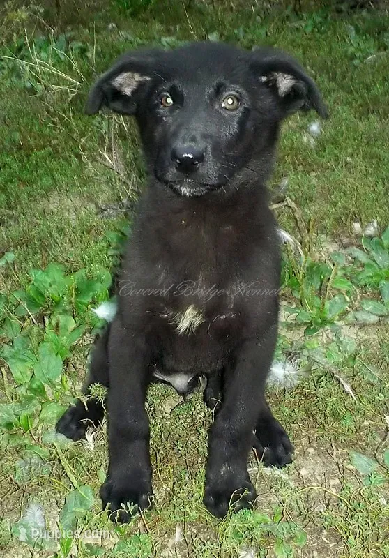Ace – German Shepherd Dog puppy for sale in Oldtown, MD