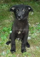 Ace, a male German Shepherd Dog for sale in Oldtown, MD – 1 of 5