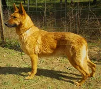Ace, a male German Shepherd Dog for sale in Oldtown, MD – 3 of 5