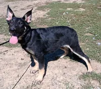 Darla, a female German Shepherd Dog for sale in Oldtown, MD – 2 of 10