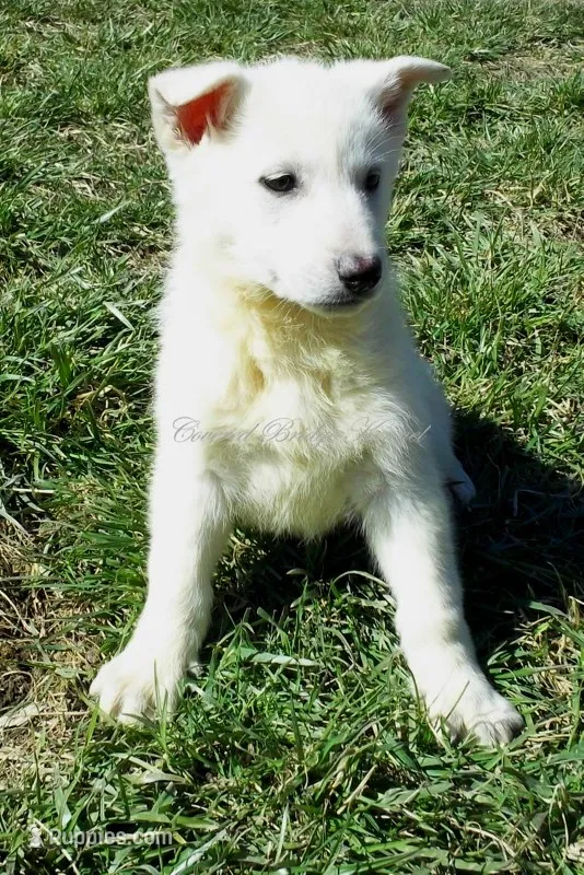 Sugar – German Shepherd Dog puppy for sale in Oldtown, MD