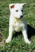 Sugar, a male German Shepherd Dog for sale in Oldtown, MD – 1 of 4