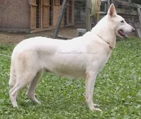 Snow, a male German Shepherd Dog for sale in Oldtown, MD – Photo 7 of 7